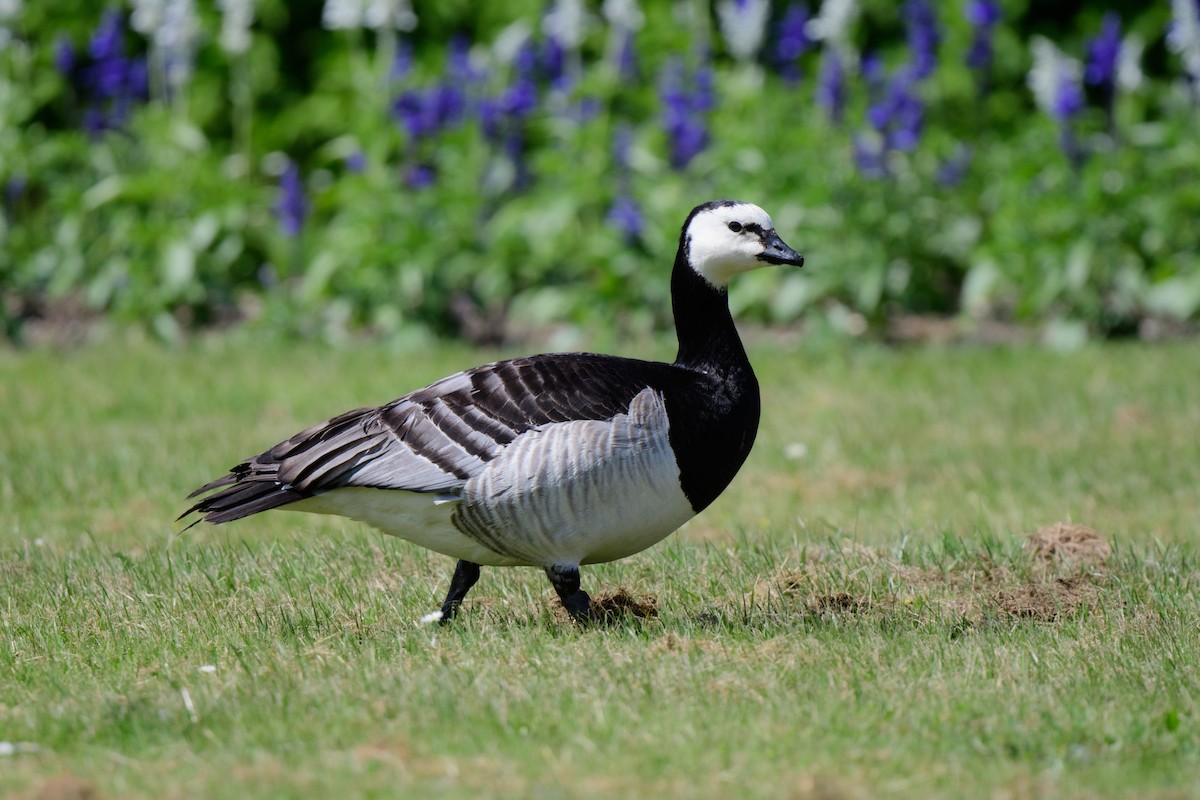 Barnacle Goose - John Kuenzli