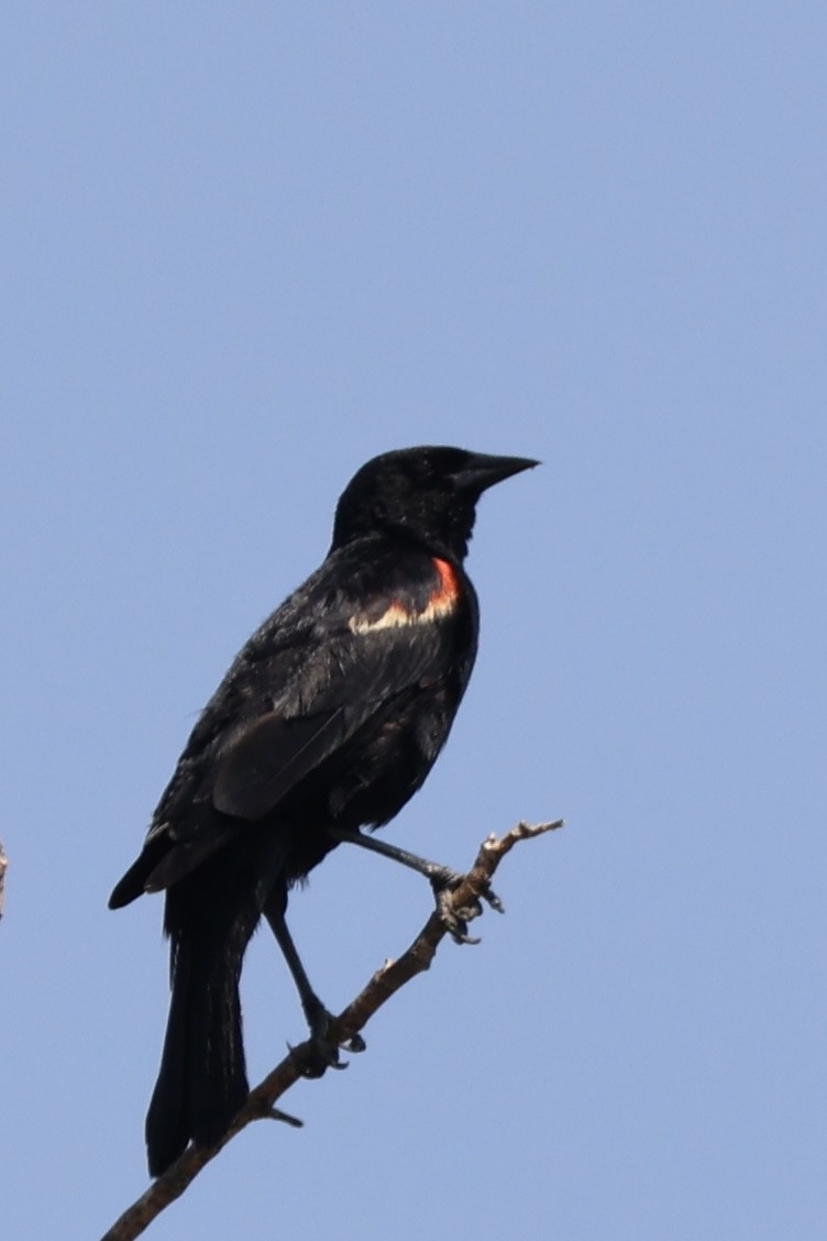 Red-winged Blackbird - ML586334921