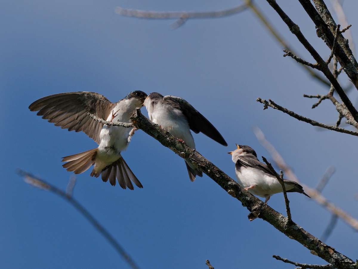 Tree Swallow - Daniel Schlaepfer