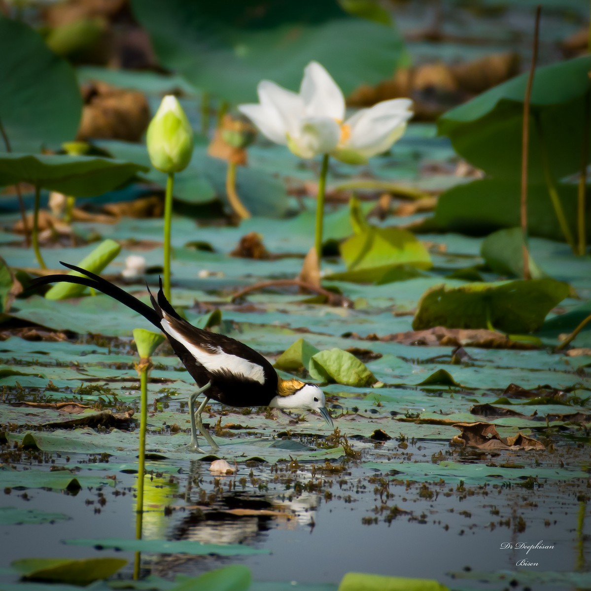 Pheasant-tailed Jacana - ML586336581