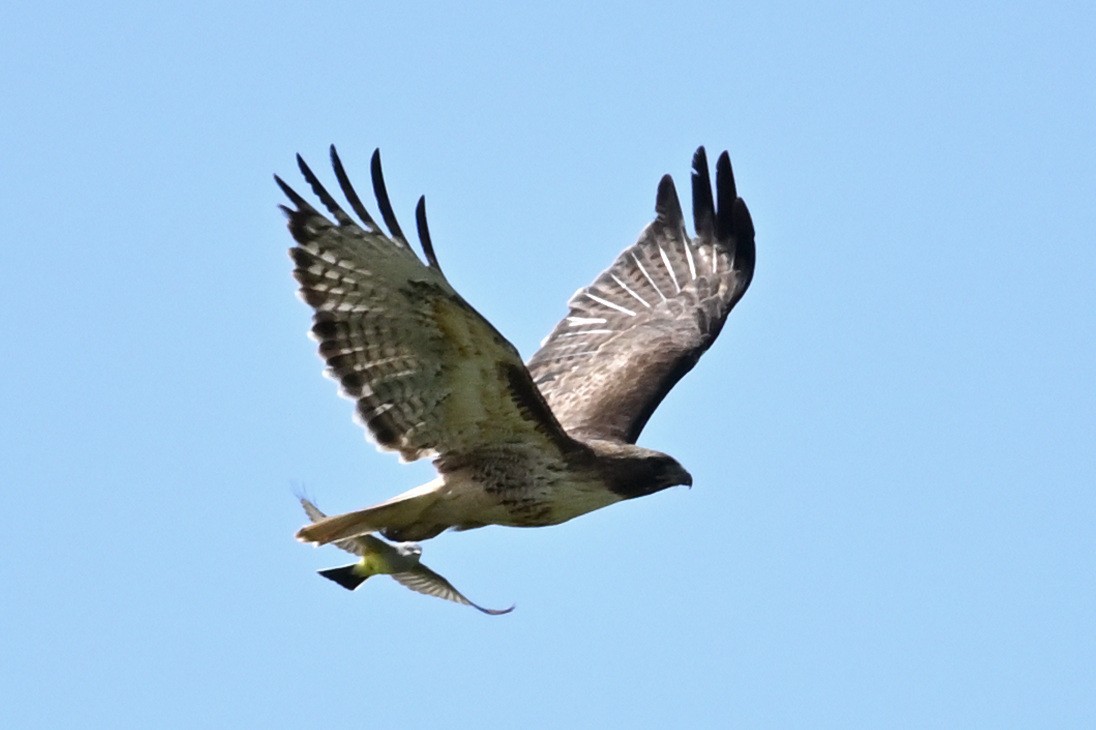 Red-tailed Hawk - Donel Jensen
