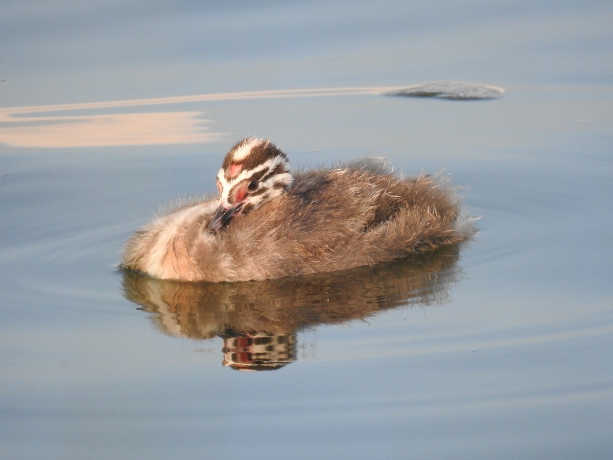 Great Crested Grebe - Murat Akkaya