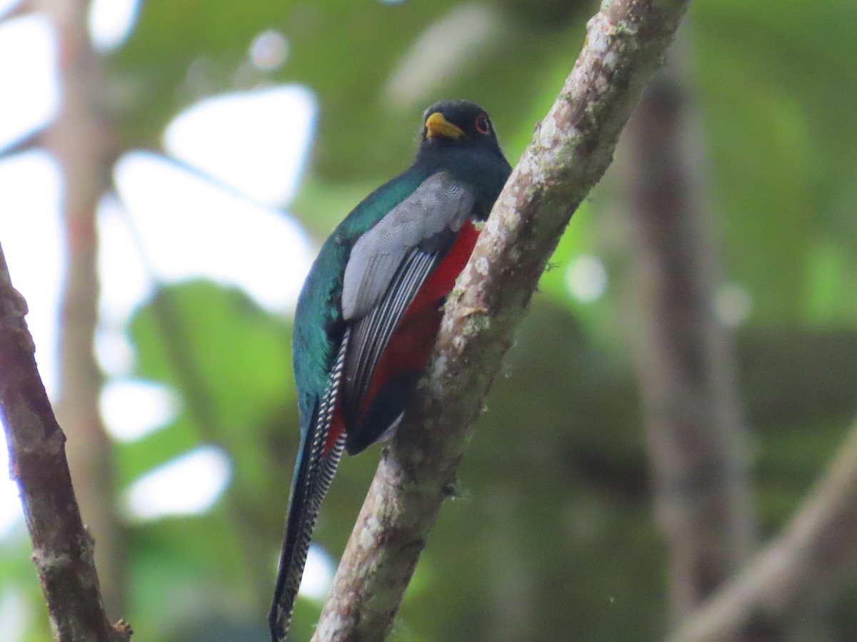 Trogon masqué - ML586340641