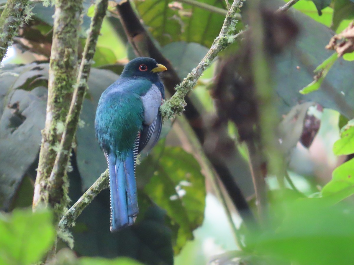 Masked Trogon - Manuel Franco