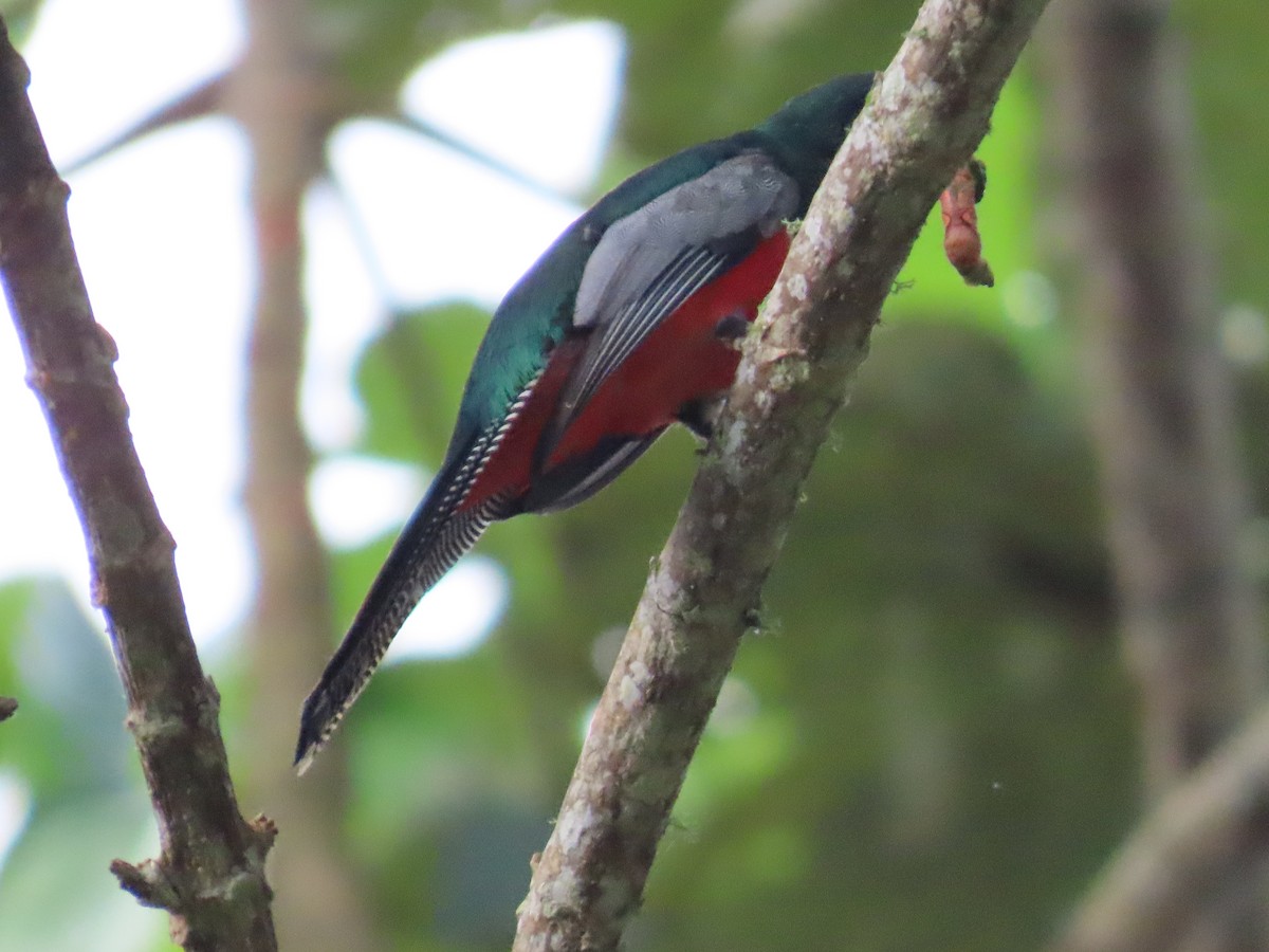 Masked Trogon - ML586340671