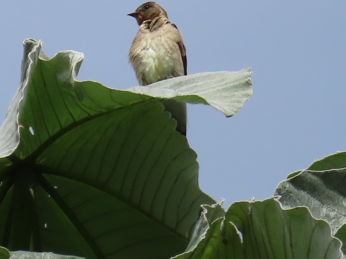 Southern Rough-winged Swallow - ML586340871