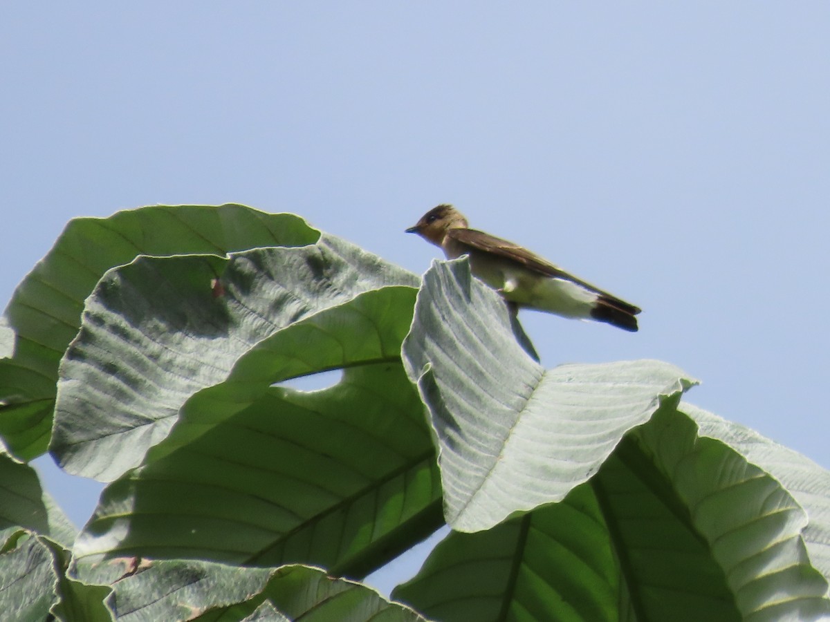 Hirondelle à gorge rousse - ML586340881