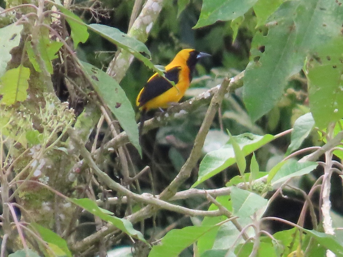 Yellow-backed Oriole - ML586340991