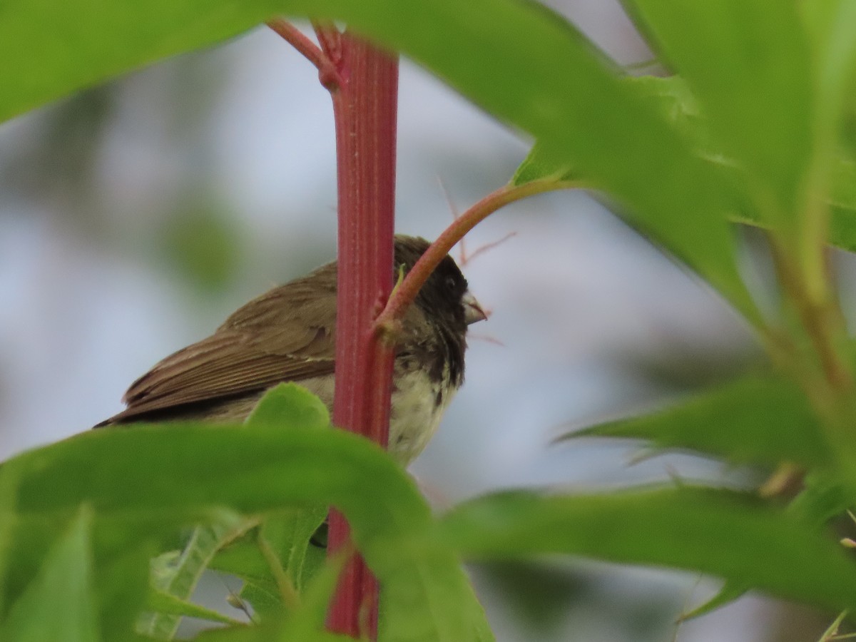 Yellow-bellied Seedeater - ML586341221