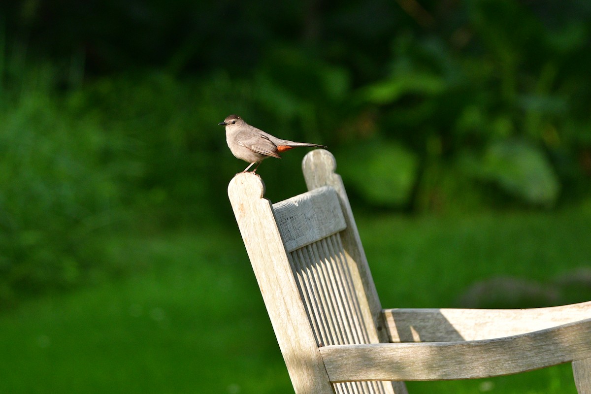 Gray Catbird - ML586341611