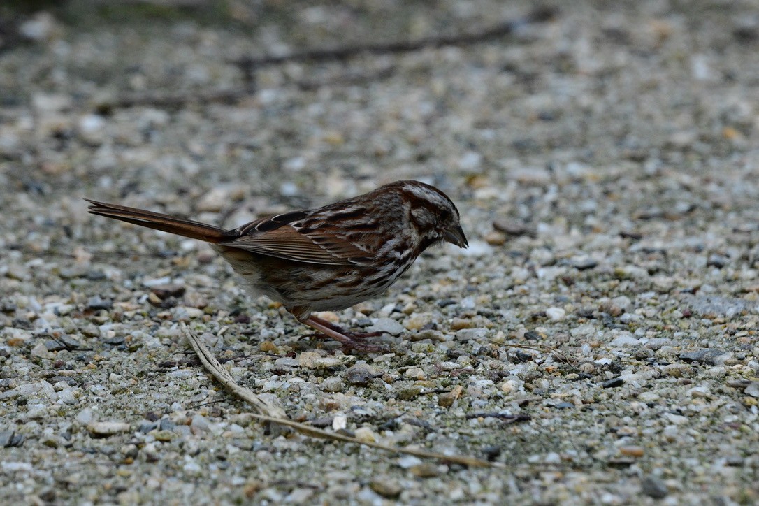 Song Sparrow - ML586341721