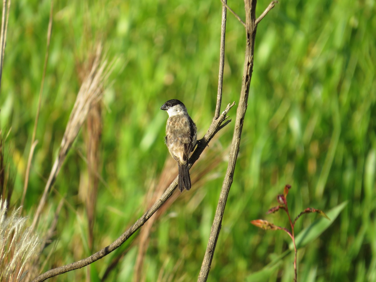 Pearly-bellied Seedeater - ML586343061