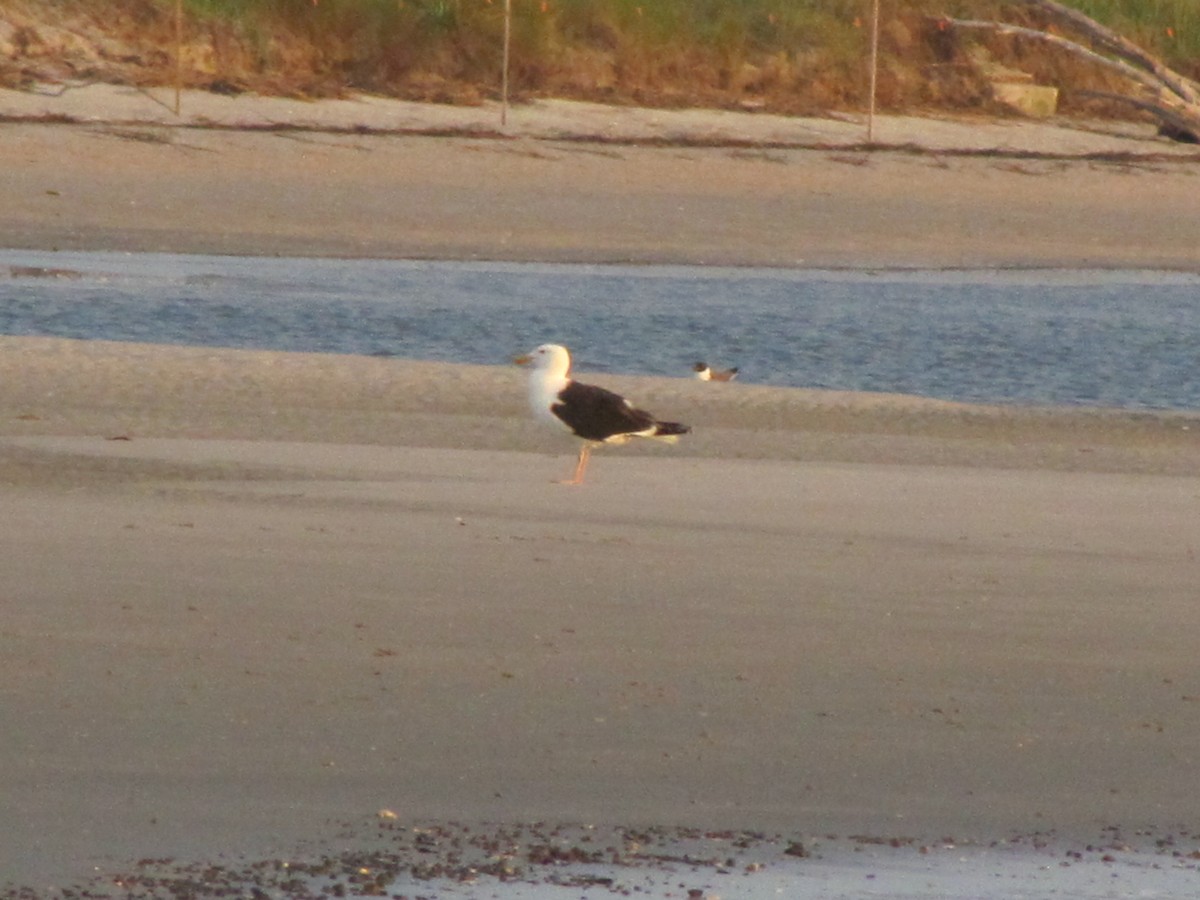 Great Black-backed Gull - ML586343071