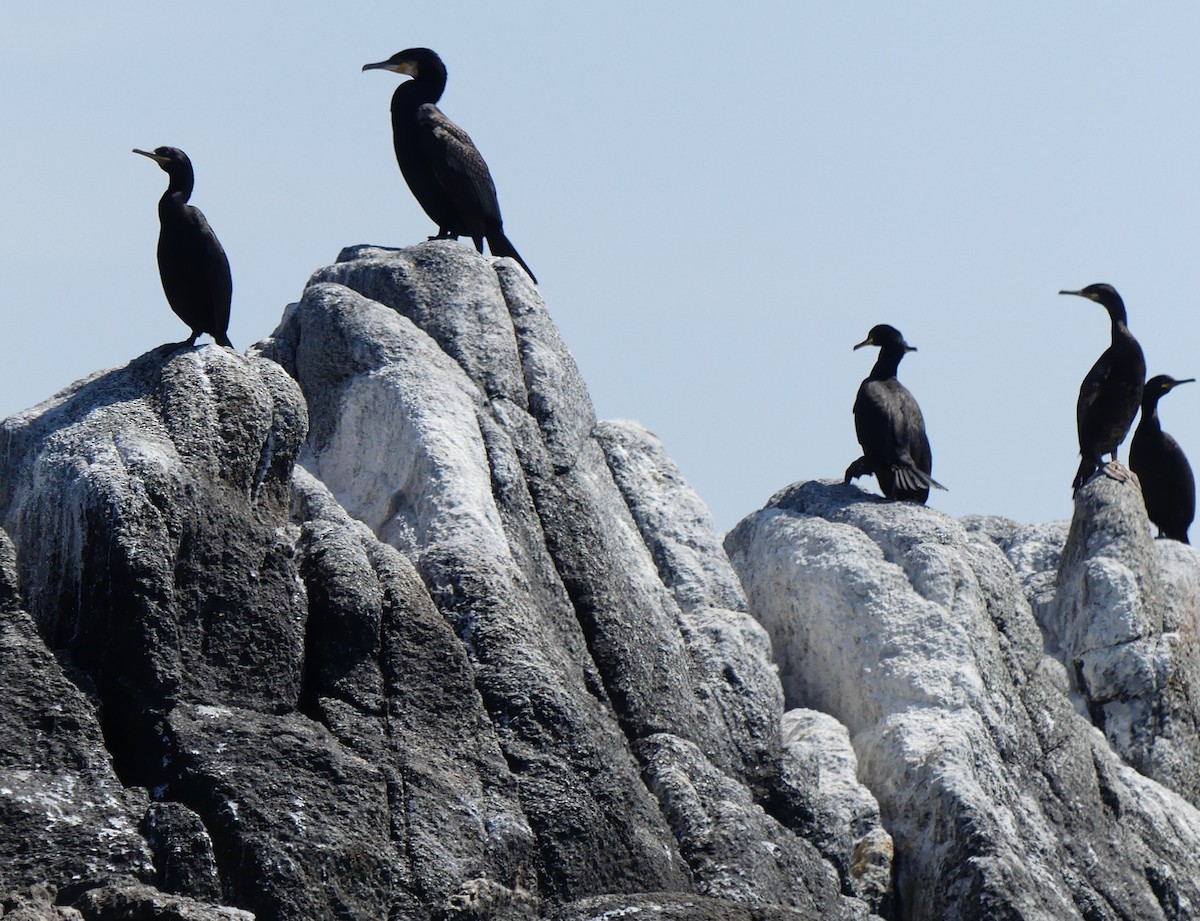 Тураг гогой - ML586343111