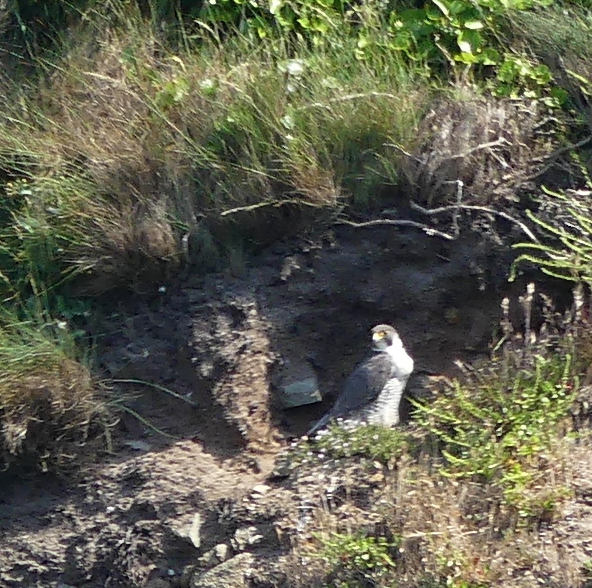 Эгэл шонхор - ML586343351