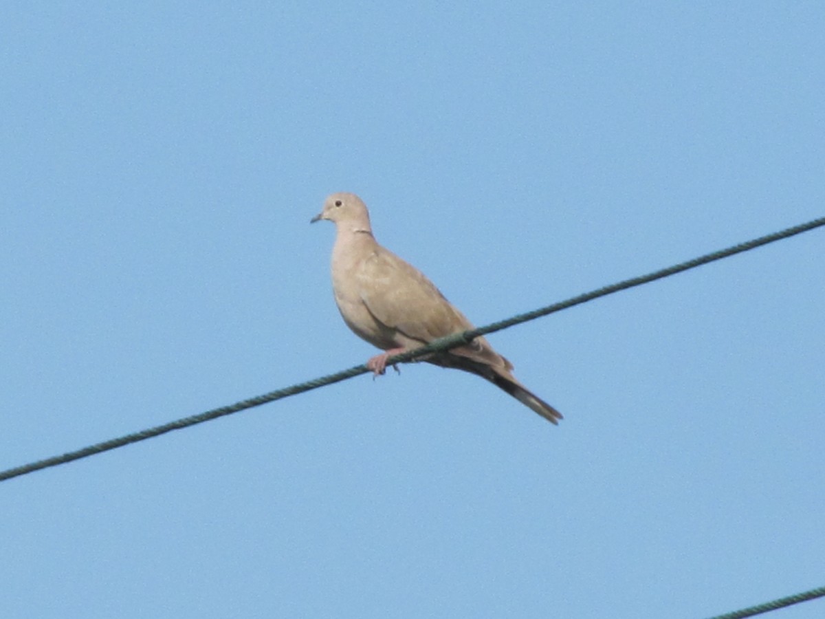 Eurasian Collared-Dove - ML586344221