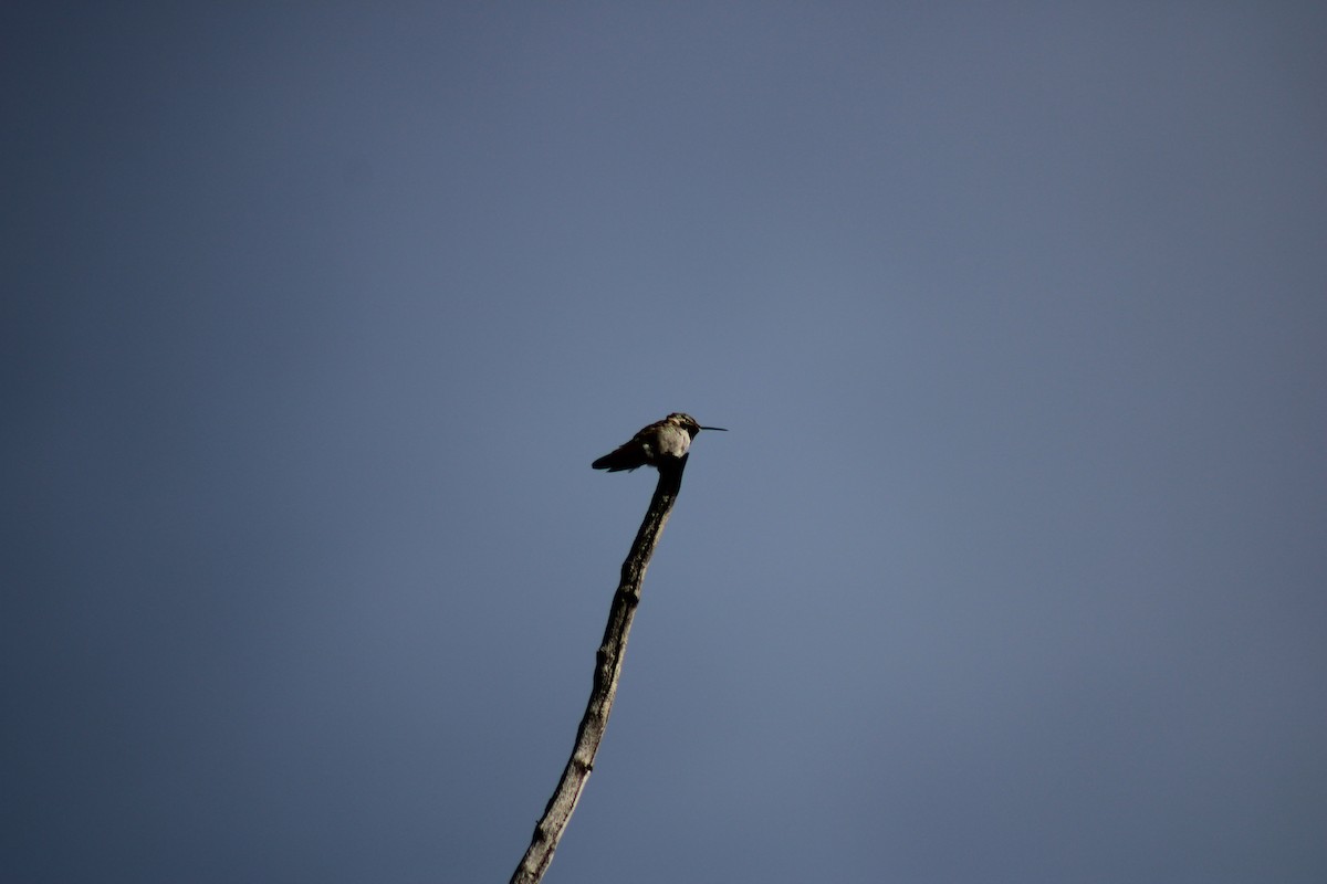 Broad-tailed Hummingbird - ML586344851