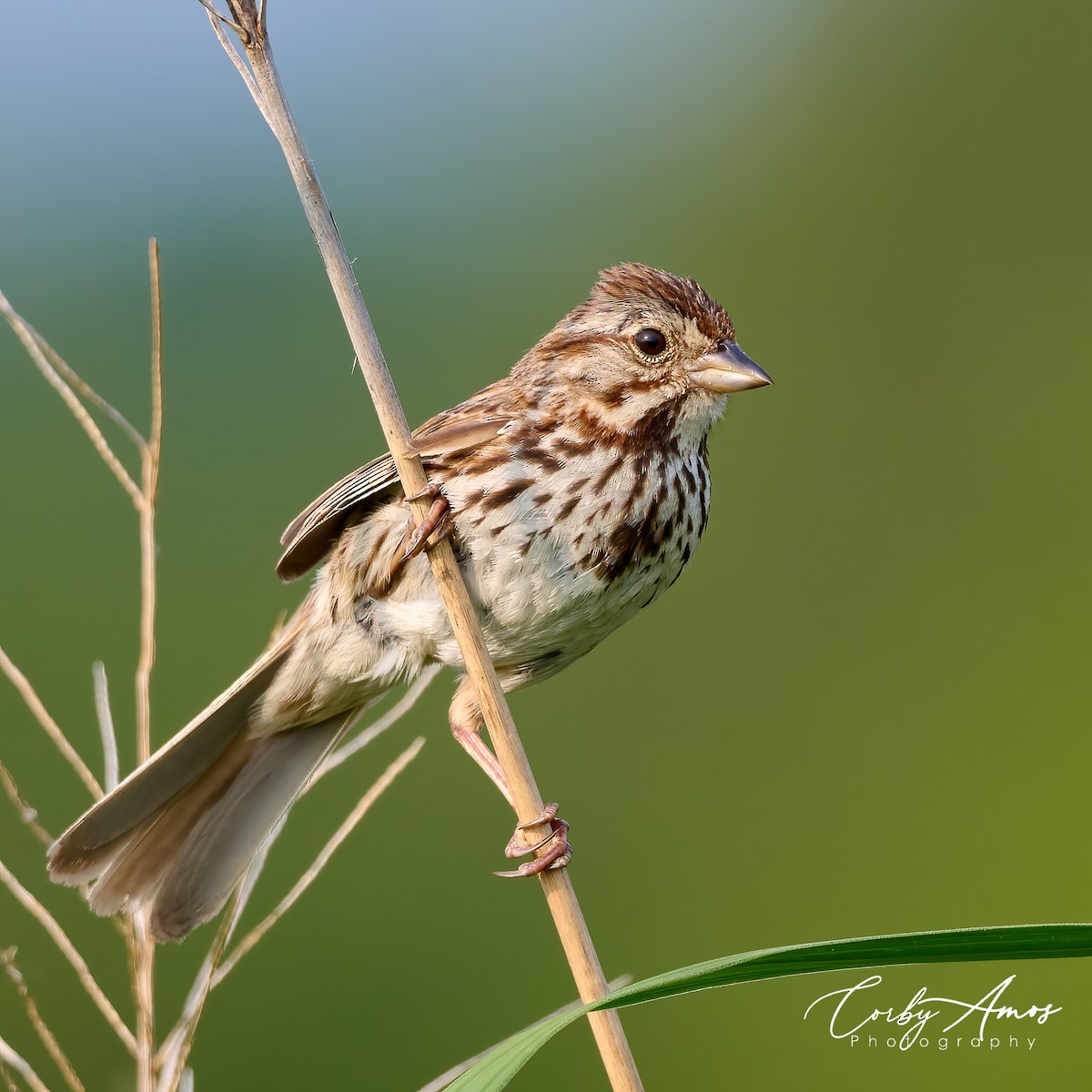Song Sparrow - Corby Amos