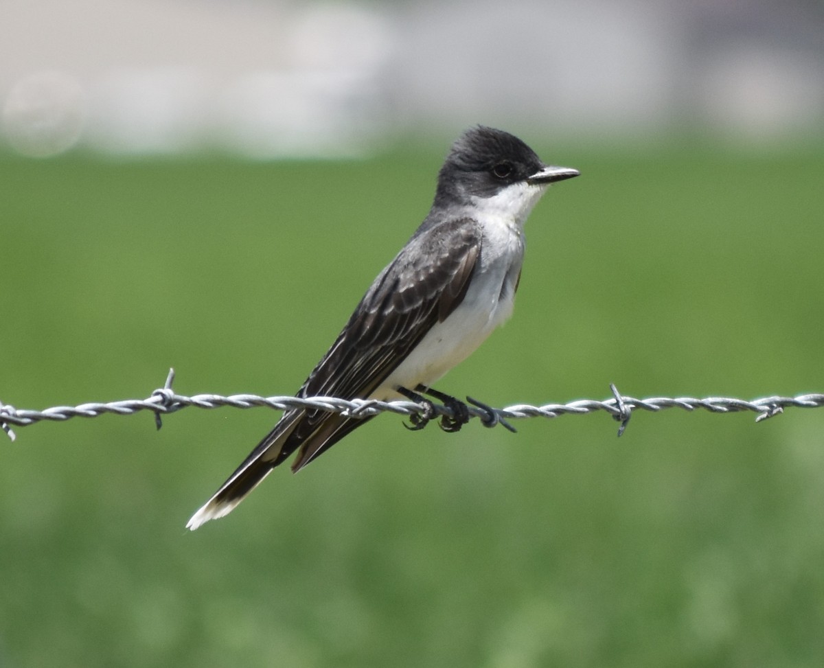 Eastern Kingbird - ML586345911