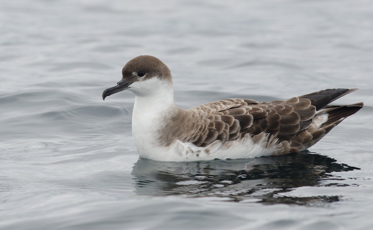 Great Shearwater - Alix d'Entremont