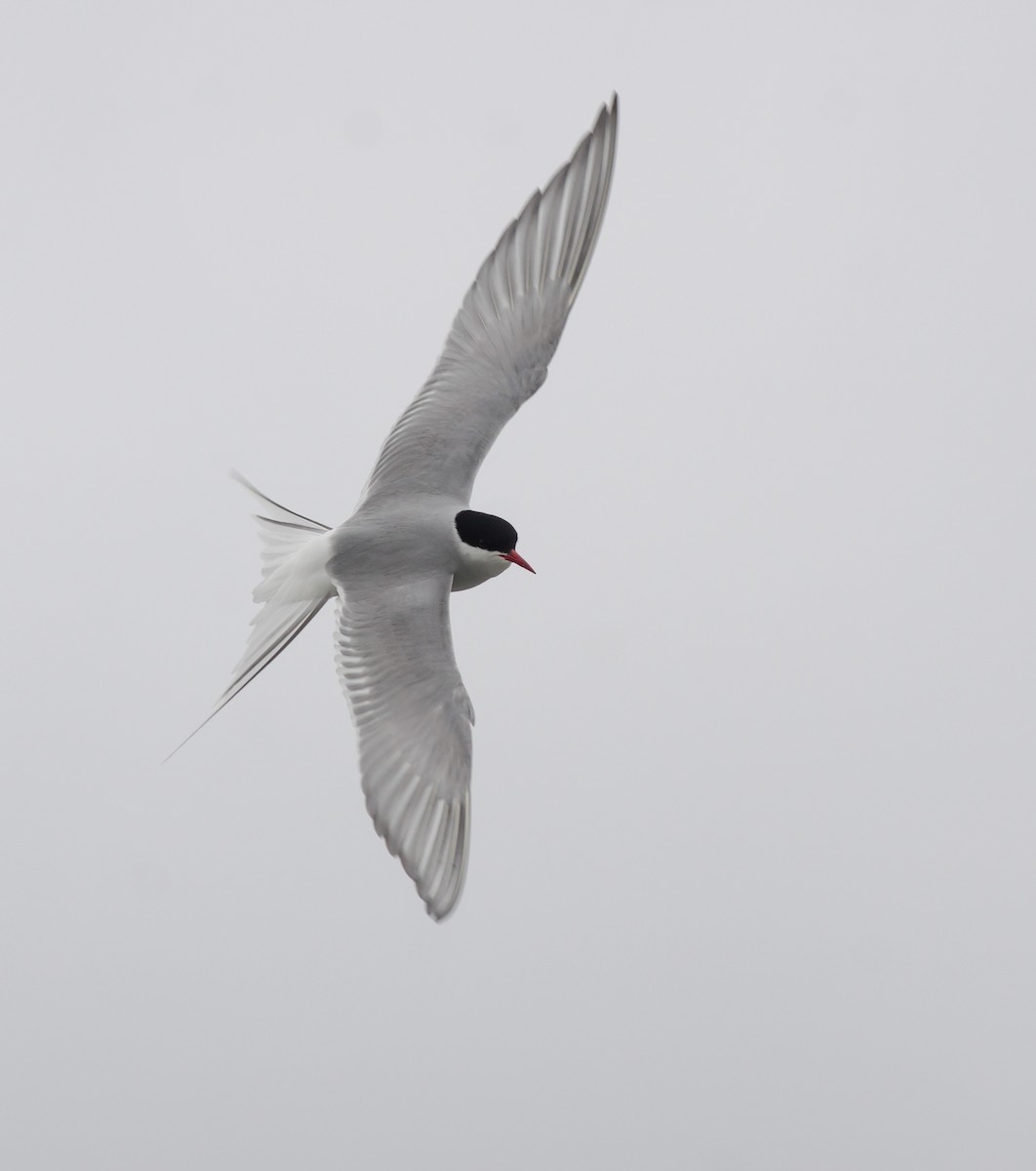 Arctic Tern - Alix d'Entremont