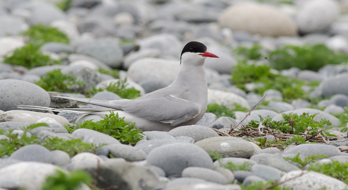 Arctic Tern - ML586346521