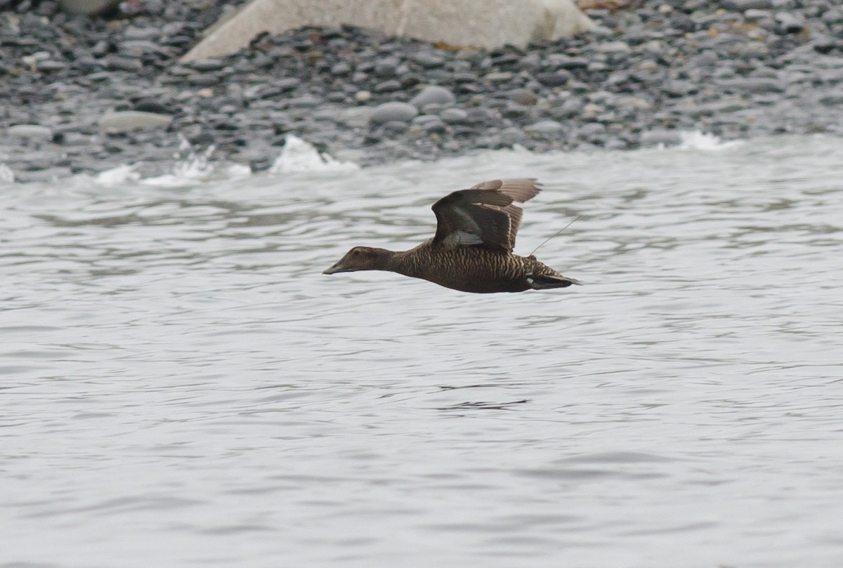 Common Eider - Alix d'Entremont