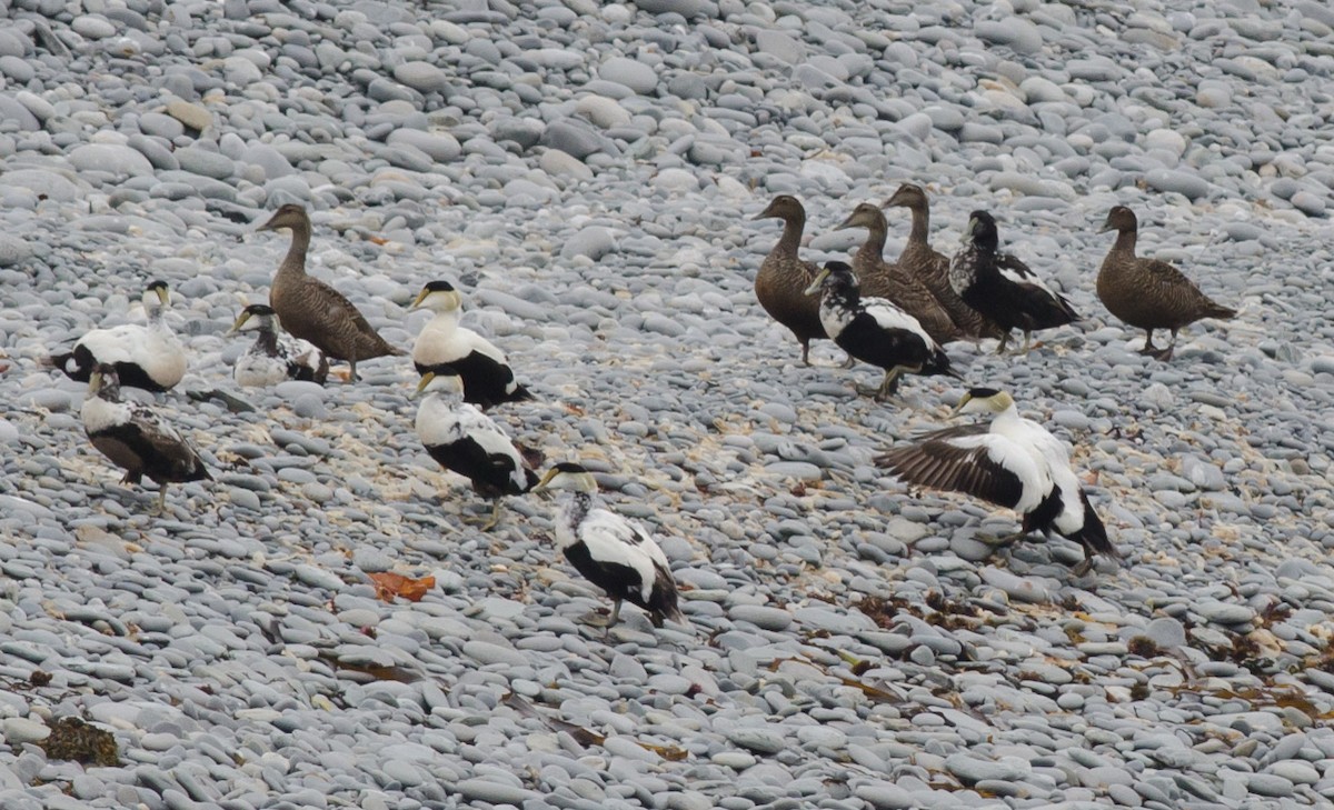 Common Eider - Alix d'Entremont