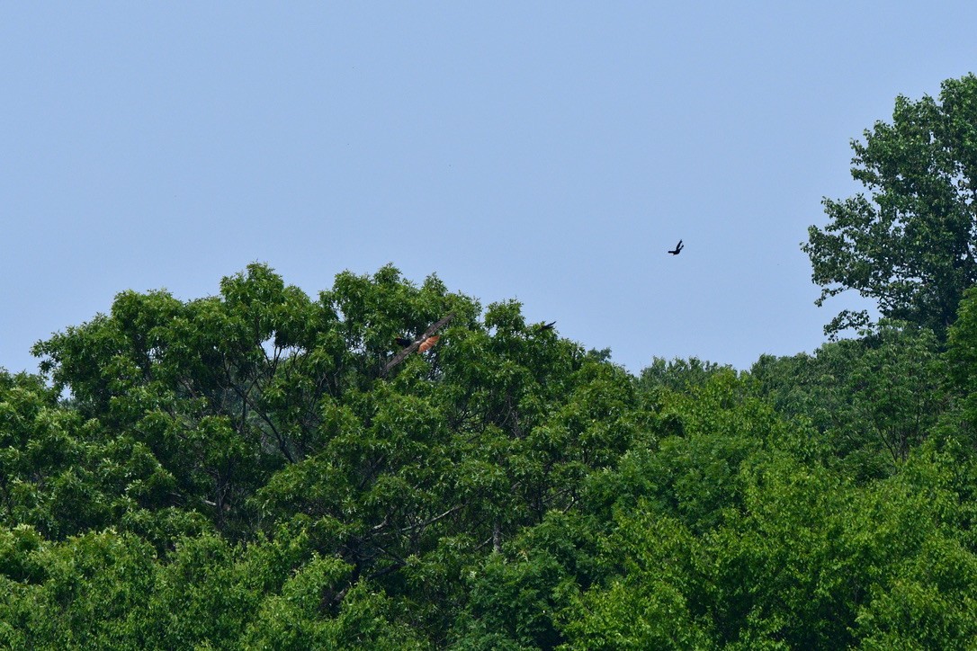 Red-tailed Hawk - Terri Needham