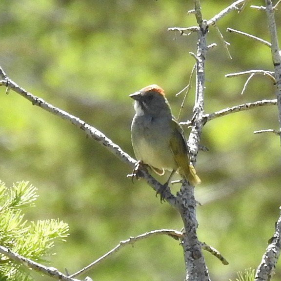 Green-tailed Towhee - ML586348301