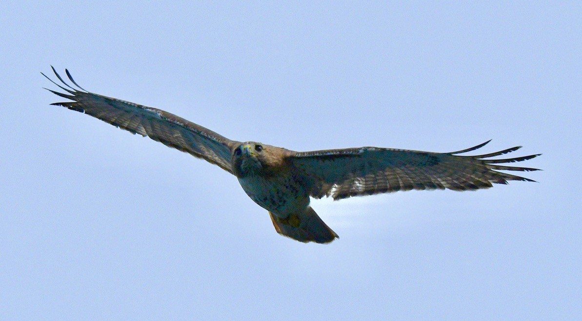 Red-tailed Hawk - Terri Needham