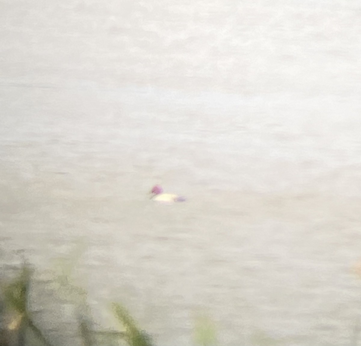 Canvasback - Becky Kent