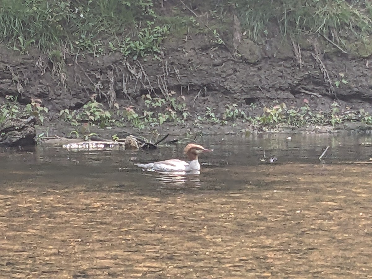 Common Merganser - ML586348841