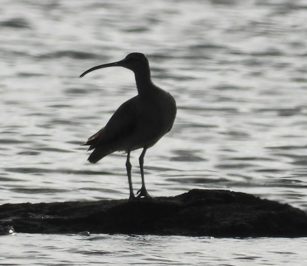 Whimbrel - ML586348871