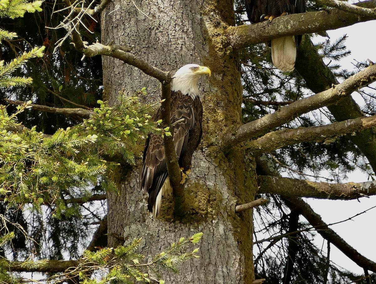 Bald Eagle - ML586349701