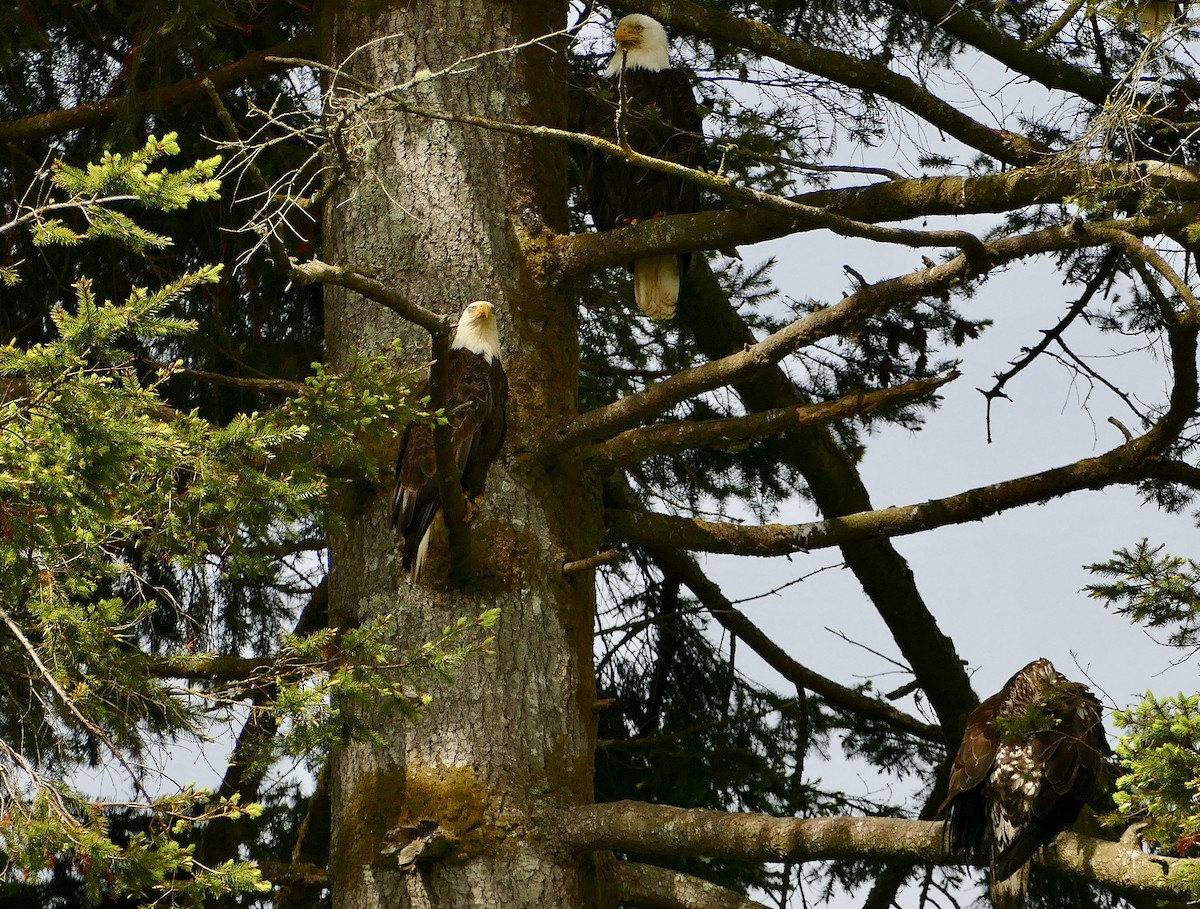 Bald Eagle - ML586349891