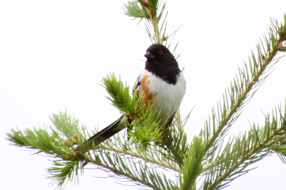 Spotted Towhee - ML586349941