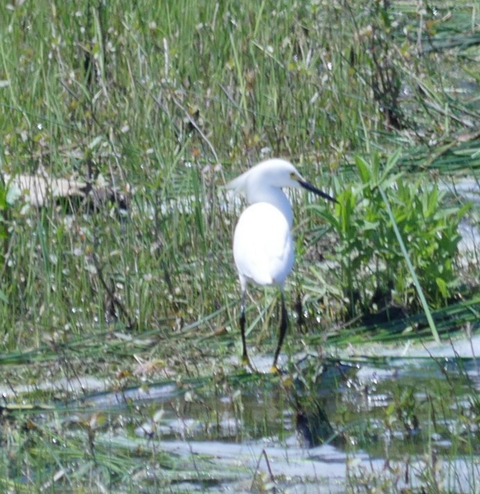 Snowy Egret - ML586350651