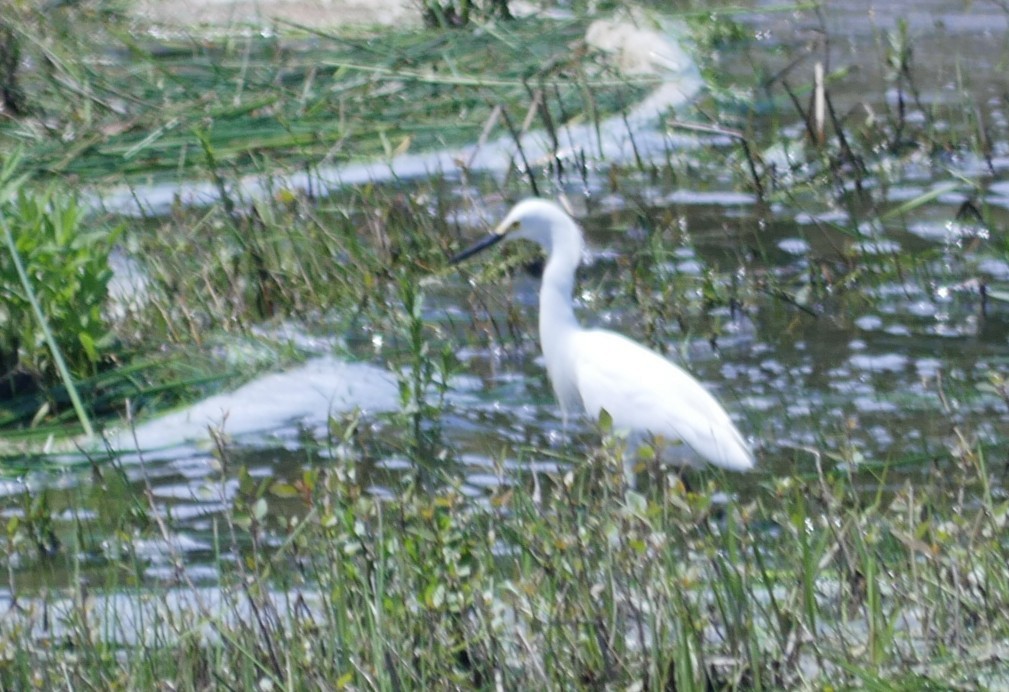 Snowy Egret - ML586350661