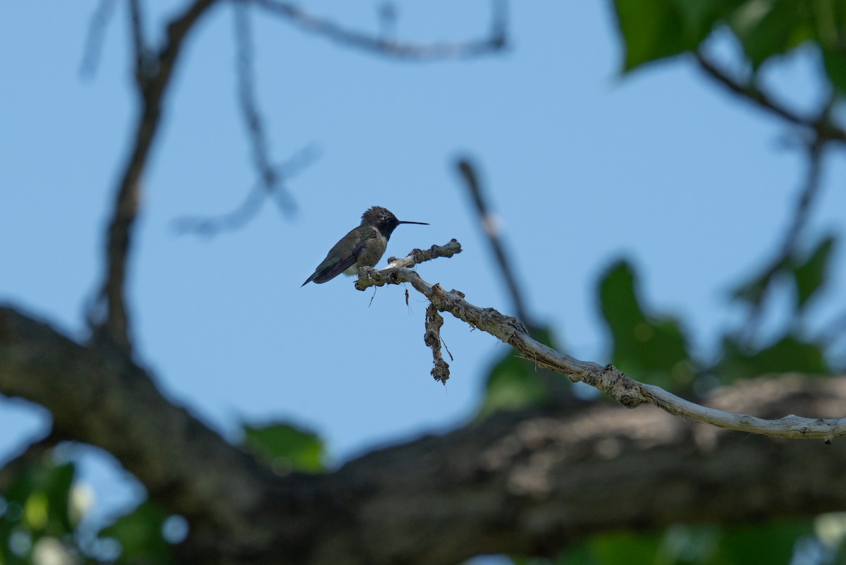 Broad-tailed Hummingbird - ML586350791