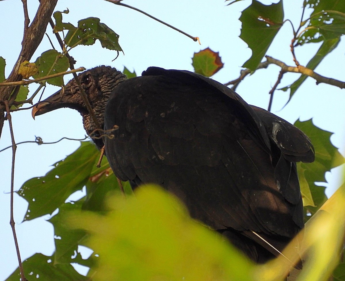 Black Vulture - ML586350991