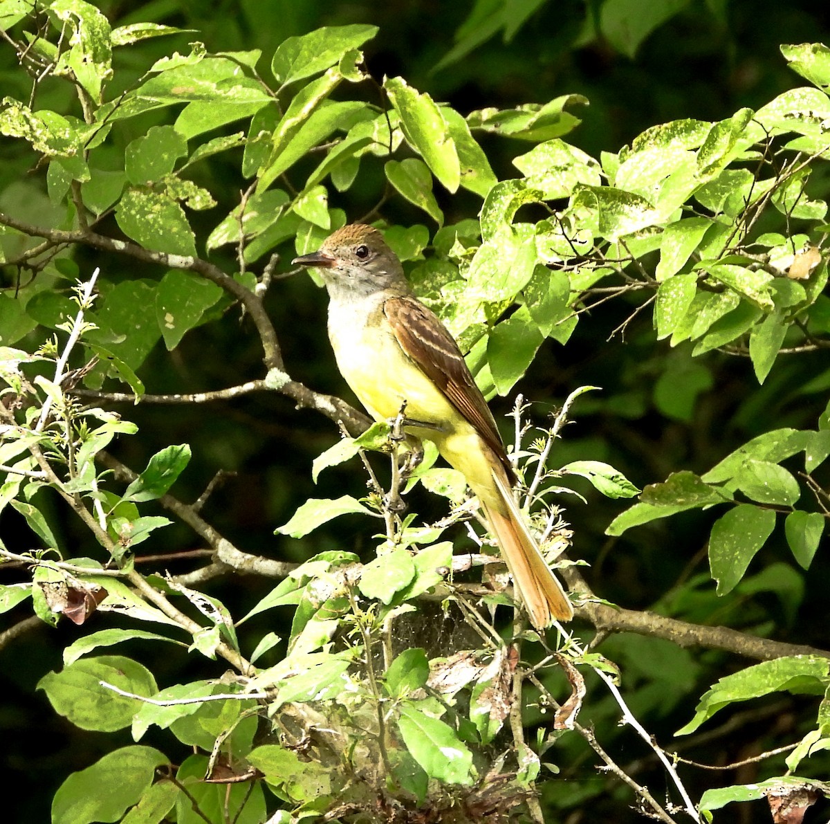 Great Crested Flycatcher - ML586351391