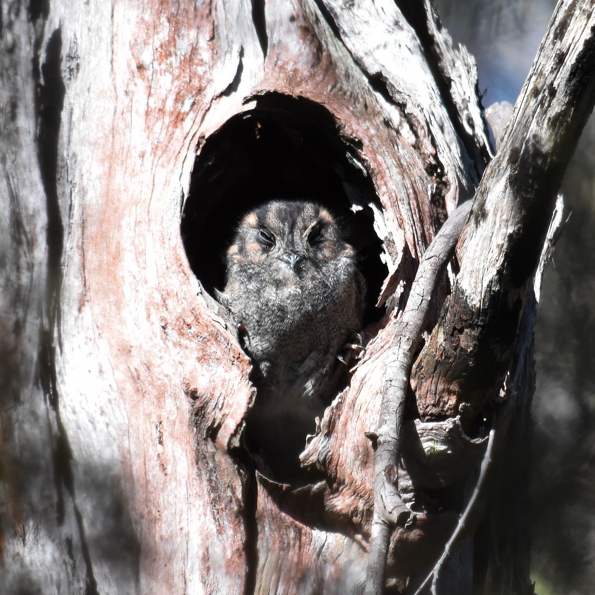 Australian Owlet-nightjar - ML586351751