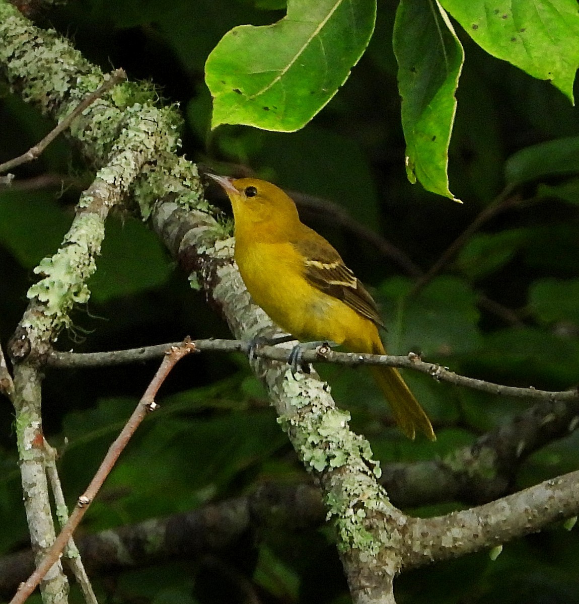 Orchard Oriole - ML586351771