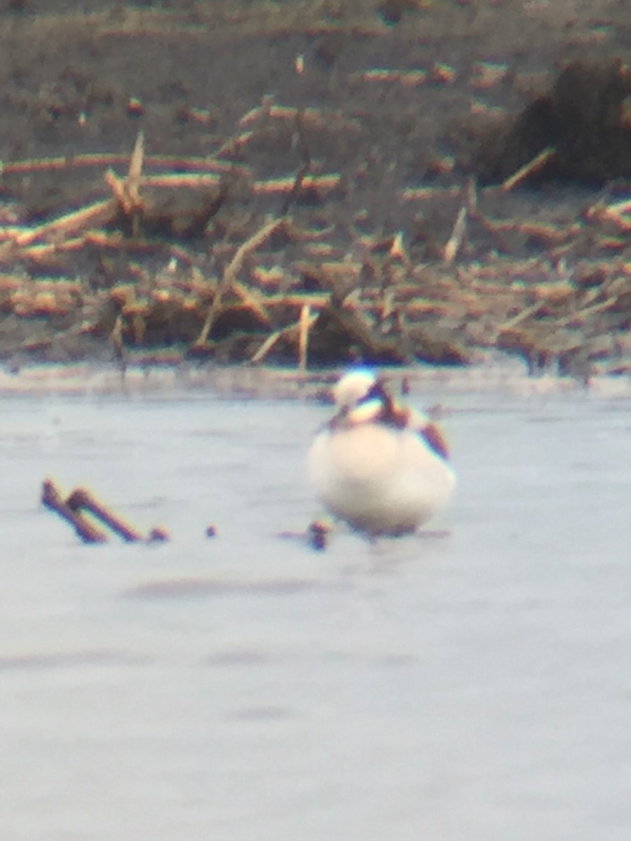 Phalarope de Wilson - ML58635181