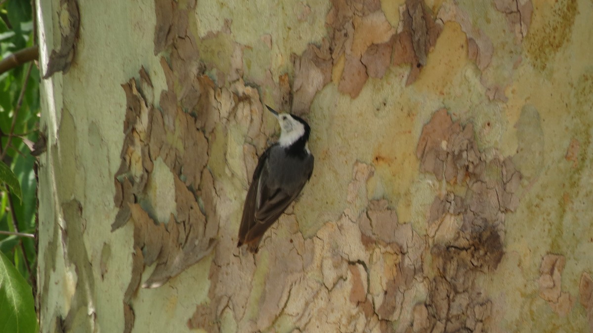 White-breasted Nuthatch (Interior West) - ML586351871