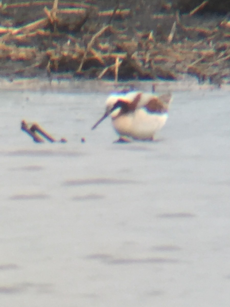 Phalarope de Wilson - ML58635191