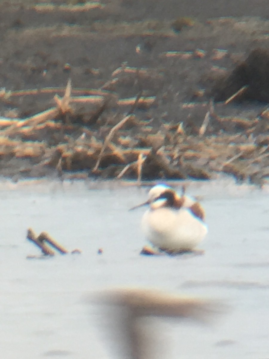 Wilson's Phalarope - ML58635201