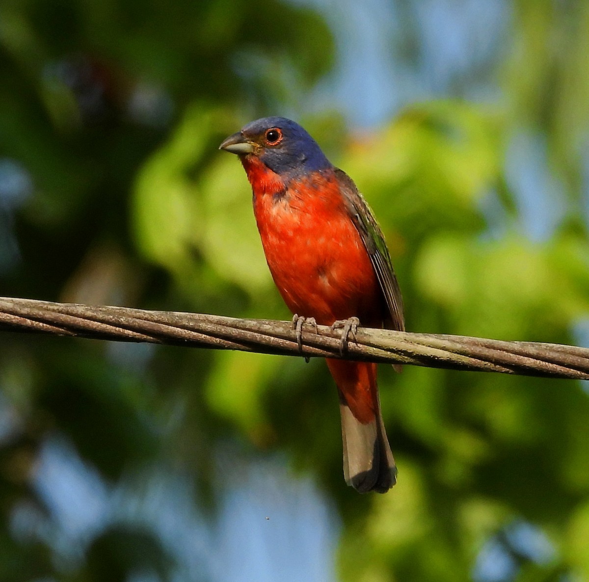 Painted Bunting - ML586352281