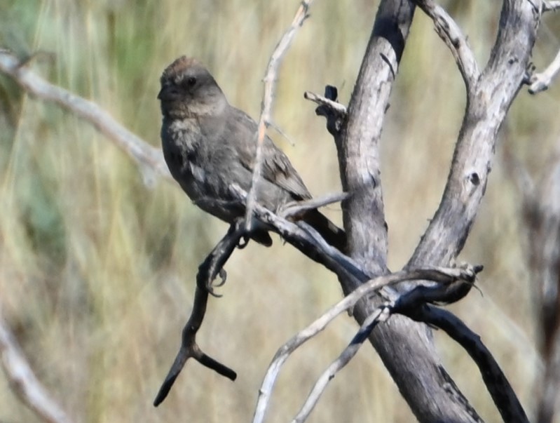 Canyon Towhee - ML586352731